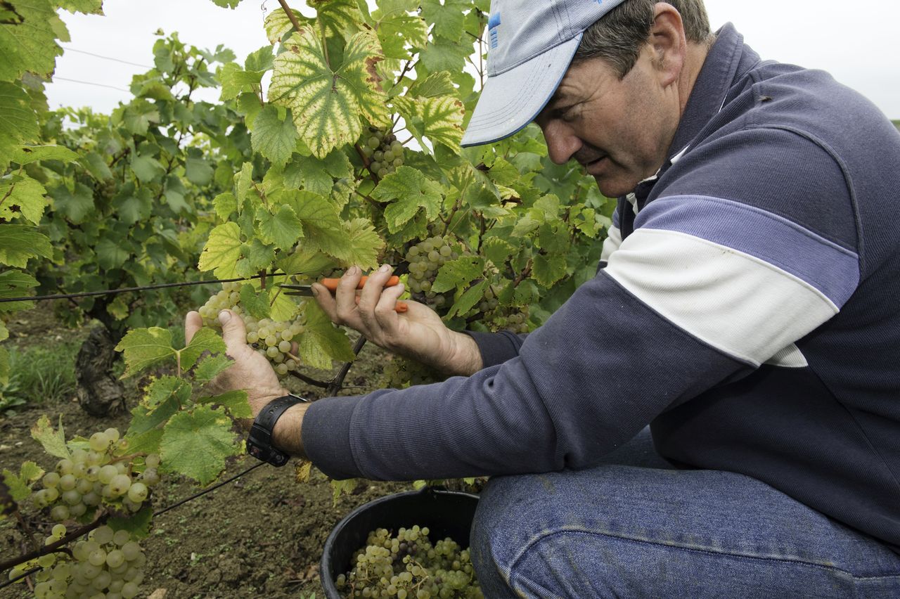 Vins Vigneron Denis Benoit DenisBenoit4